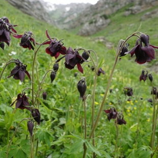 Aquilegia atrovinosa